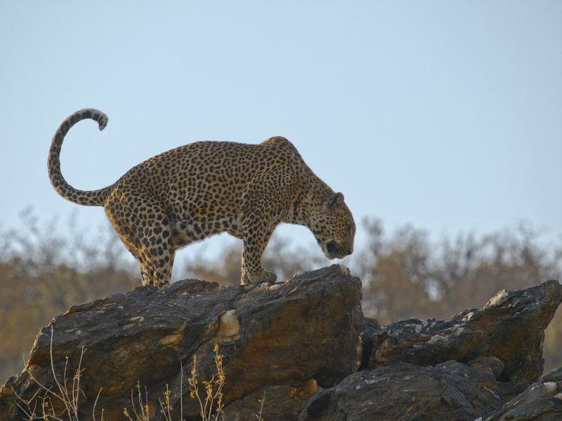 Amani Lodge, Leopard